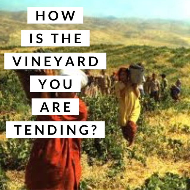 quote webb vineyard